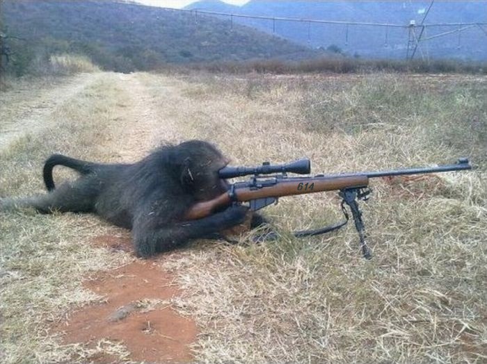 1327287181_primates_21.jpg
